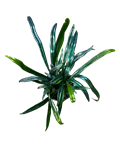 Blue Oil